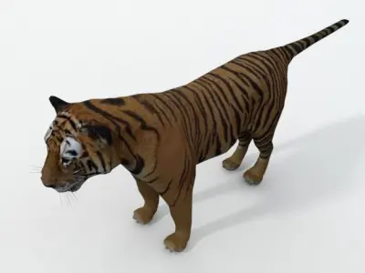 Tiger Low-poly 3D model 4