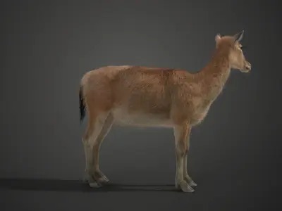 Female Deer 2 Animations  VFX Grace 3D model