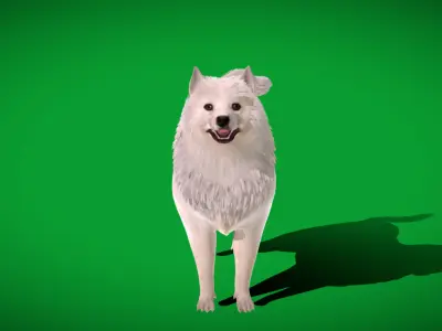 Samoyed Dog Low-poly 3D model