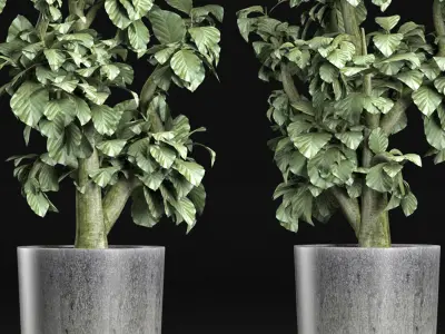 Plants Collection 144 Sageretia Theezans 3D model