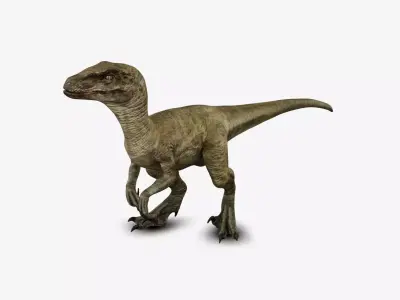 Velociraptor 3D model