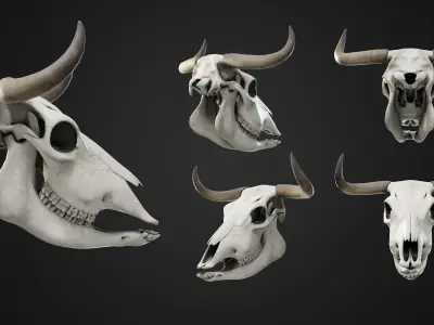 Cow Skull Low-poly 3D model buy