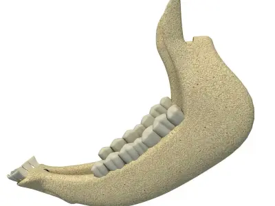 Cow Animal Jaw 77 3D model