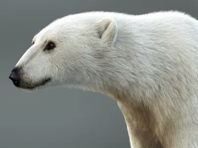 Polar Bear RIG XGEN CORE 3D model