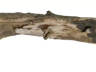 Photoreal Fallen Log  Low-poly 3D model
