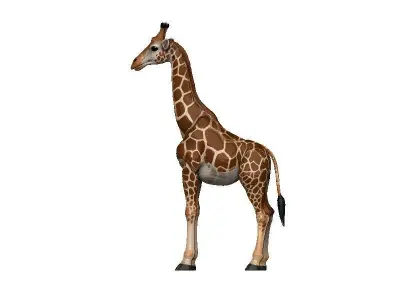 Giraffe Low-poly 3D model 15