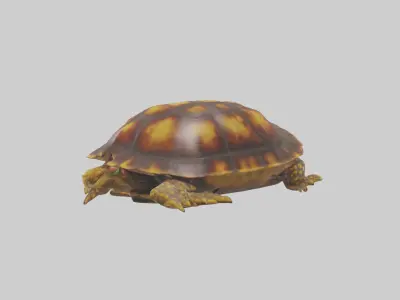 Ornate Box Turtle resting model 3D model