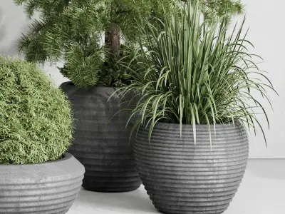 outdoor plant set 179 plant topiary tree pine grass vase Low-poly 3D model