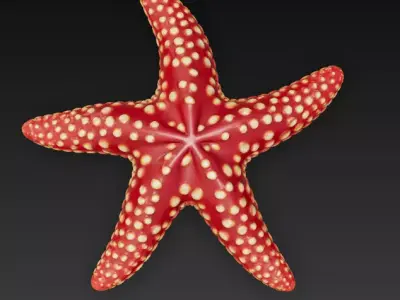 Starfish Realistic 3D Model Basic - Low Poly Realistic Low-poly 3D model