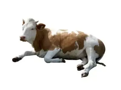 Realistic Cow 3D Lying Brown and White Dairy Animal Low-poly 3D model