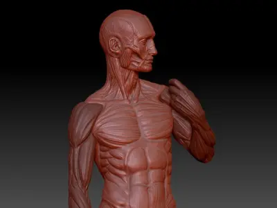 David muscle  3D print model