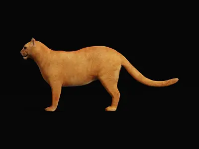 Jaguarundi Wildcat Animal Low-poly 3D model