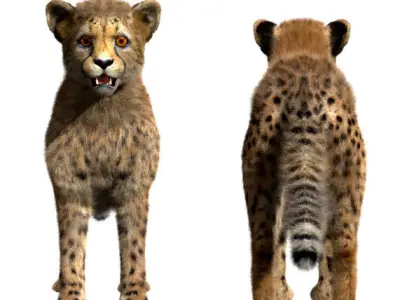 Cheetah-Baby cheetah 3D model