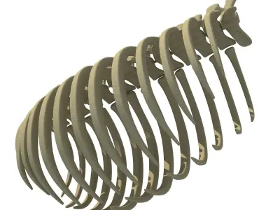 Animal Rib Cage 3D model