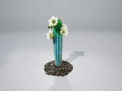 Cactus BF 3D model