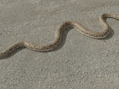 Python snake Low-poly 3D model