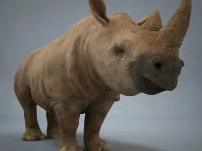 Rhino rhinoceros 3D model get