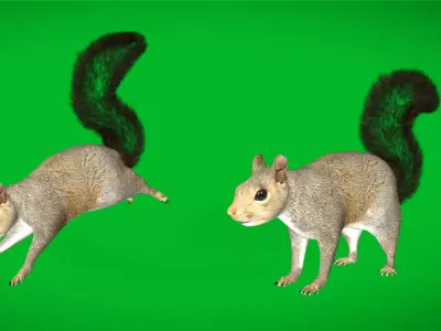 Grey Squirrel Low-poly 3D model