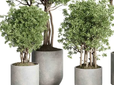 Collection indoor outdoor plant 430 plant tree vase  3D model