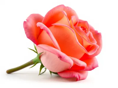 Vibrant Rose Flower Sculpture model pack Low-poly 3D model