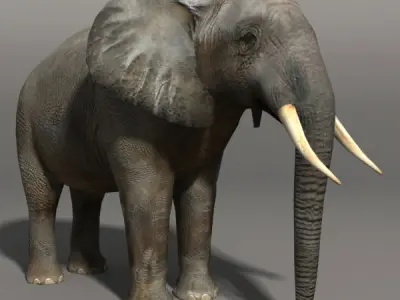 Elephant and Rhino Low-poly 3D model