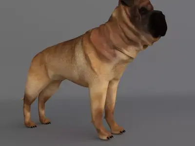  Ori Pei Dog 3D model