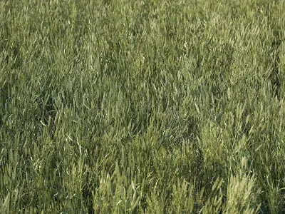 Meadow Plant Tall Grass 3D model