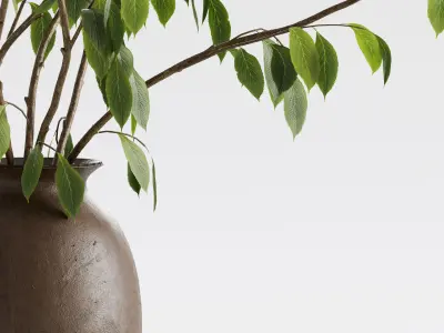 Plant in vase - Morus branch 3D model