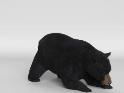 Black Bear Animated 3D model