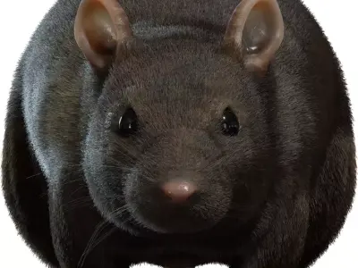 Realistic Rat Character  Low-poly 3D model