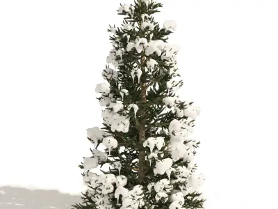 3 summer and winter Fraser Fir Christmas Trees 3D model