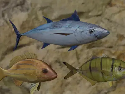 Fishes fish swimming in water 3D Model Collection