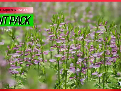Street Garden in JAPAN - 4 Hosta Flower Grass Plant Low-poly 3D model