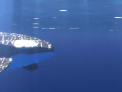 Orca Whale Low-poly 3D model