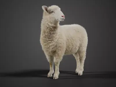 Young Sheep With 5 Animations  VFX Grace 3D model