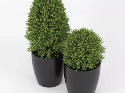 Boxwood two plants pots 3D model