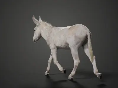 Israel white donkey Animated VFX Grace 3D model