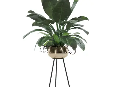 Philodendron imperial green 03 3D model