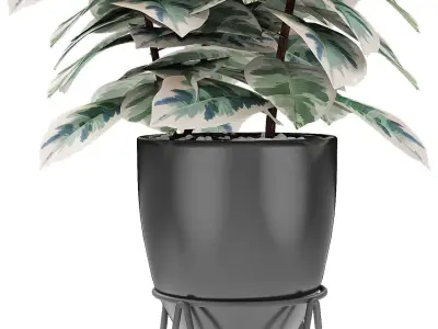 Plant in Pot Flowerpot Exotic Plant 3D model 20