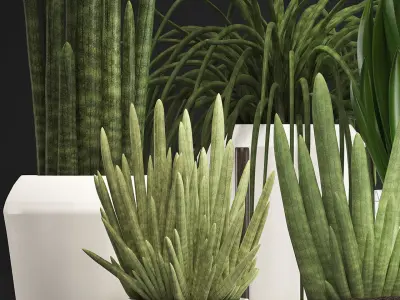 Collection of Exotic plants Sansevieria  3D model