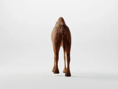 CAMEL RIGGED 3D model