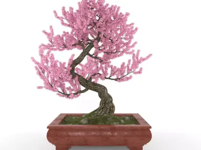 Sakura bonsai 3D model