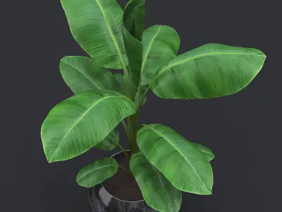 Cavendish Banana Plant II 3D model