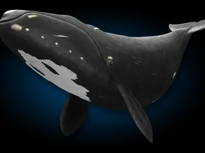North Atlantic Right Whale 3D model