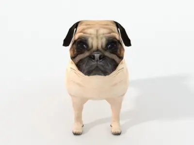Dog Pug Low-poly 3D model