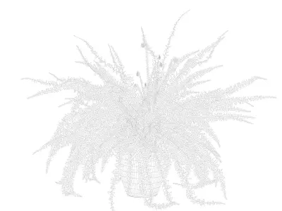 Fern in white pot 3D model