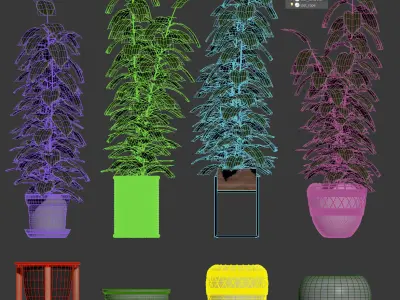 Ficuses in pots 3D model