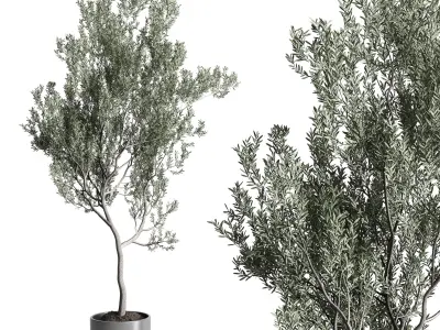 Olive Tree in concrete vase indoor collection 3D model