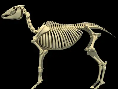 Horse Skeleton 3D model