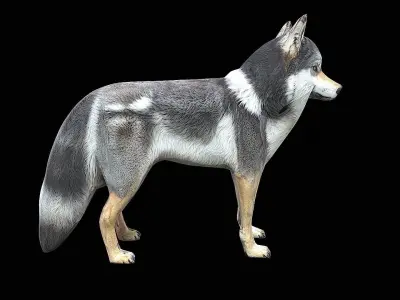 awesome wolf 3D model